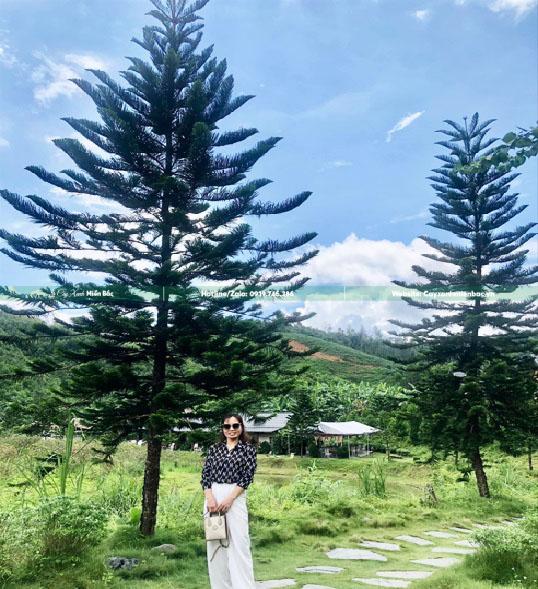 cây tùng bách tán giá rẻ